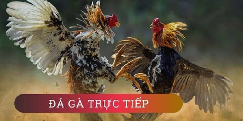 Một số thông tin hữu ích nhất về đá gà trực tiếp New88