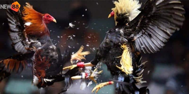 Kinh nghiệm chăm sóc và nuôi dưỡng gà đá hồi mã thương