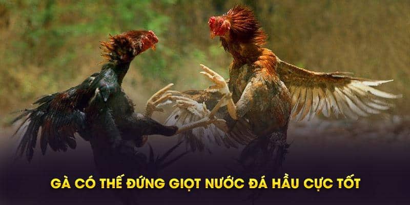 Cách chọn gà đá hầu kiềng siêu chuẩn